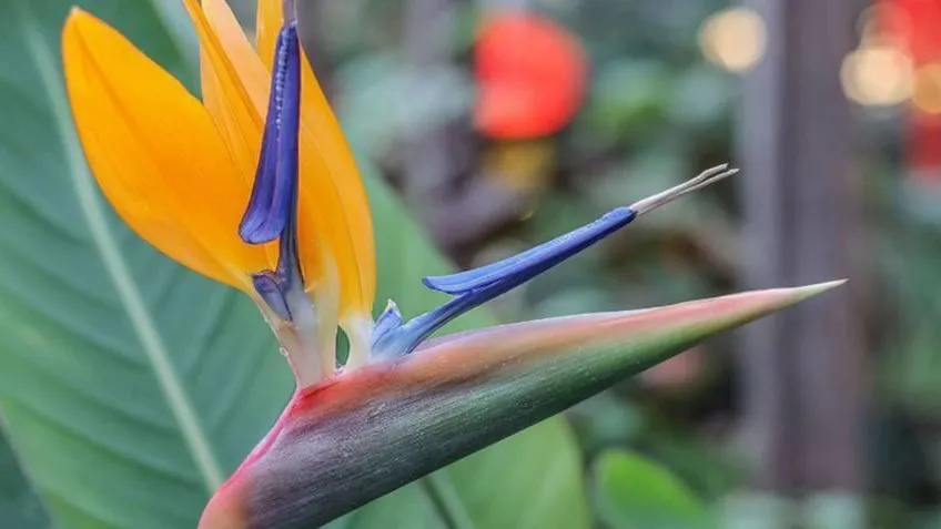 пресс-служба ботанического сада МГУ «Аптекарский огород»