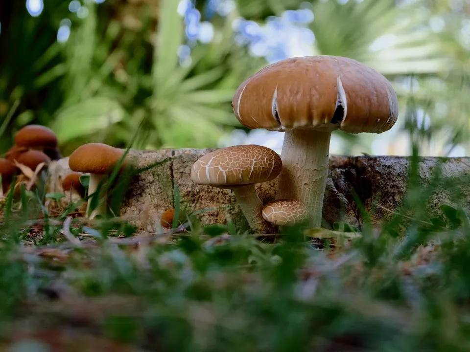 Фото: pxhere.com