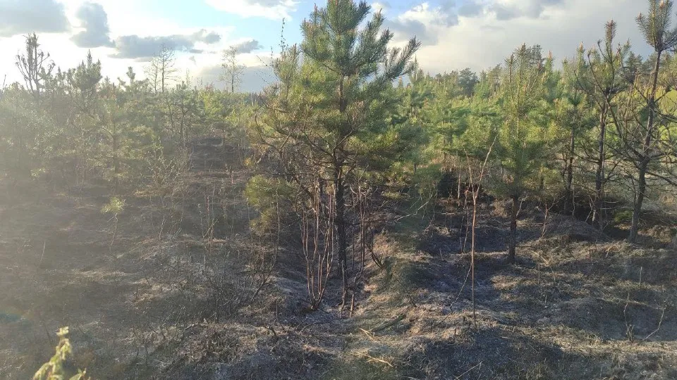 Фото: Комитет лесного хозяйства Московской области