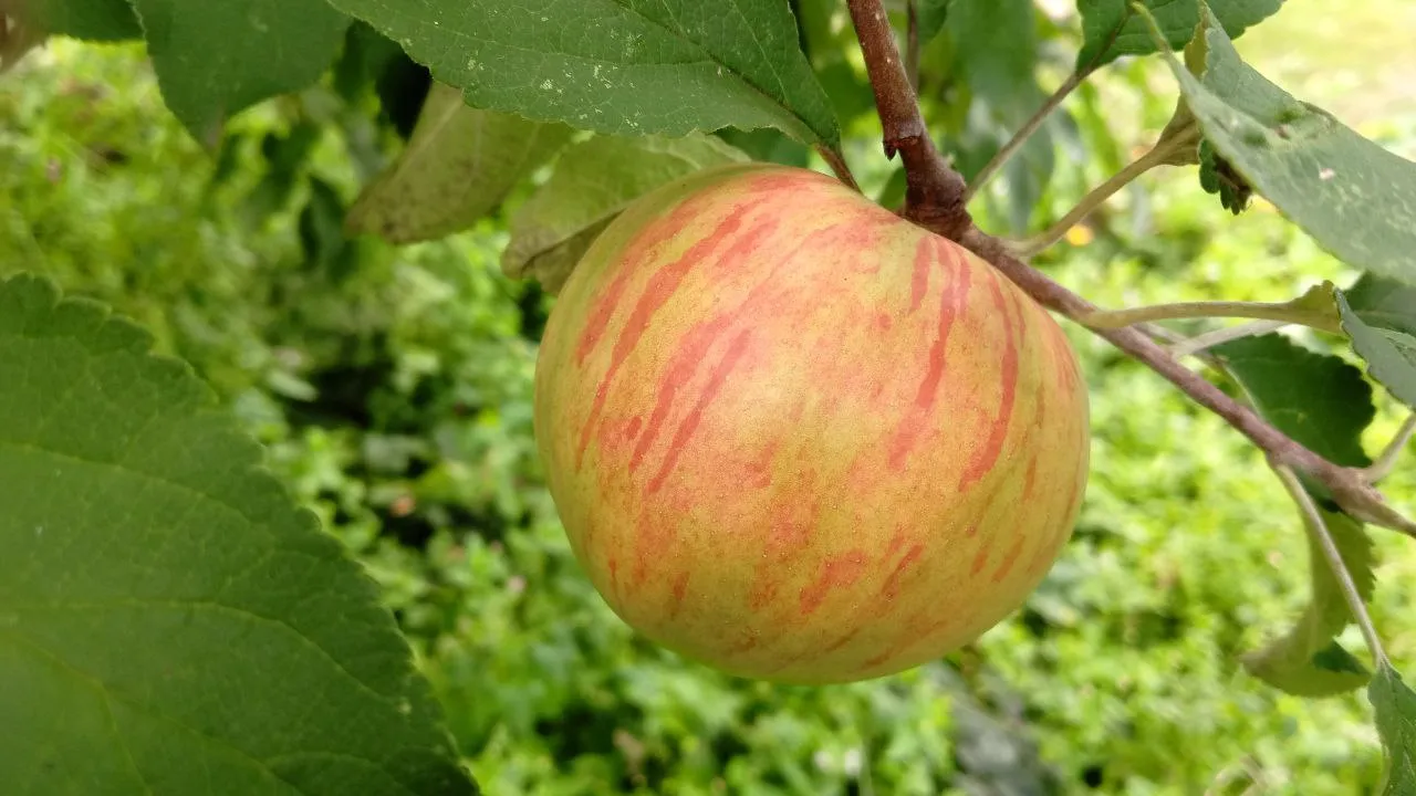 Фото: REGIONS/Василий Тремасов