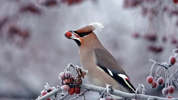 медиасток.рф