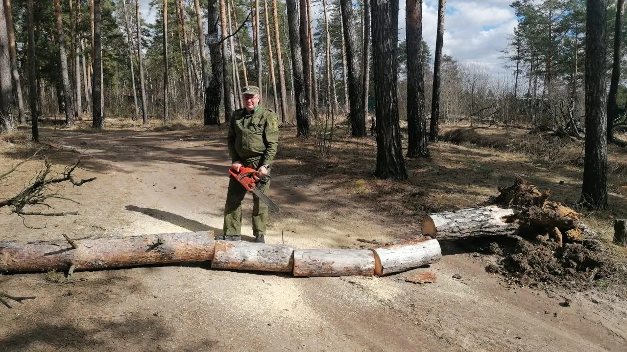 Фото: Филиал «Русский лес» ГКУ МО «Мособллес»