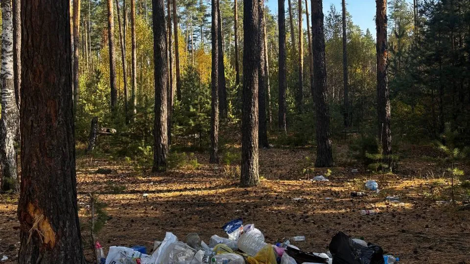 Фото: Комитет лесного хозяйства Московской области