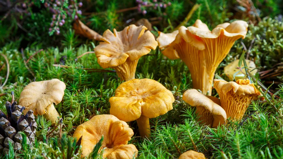 Фото: istockphoto.com