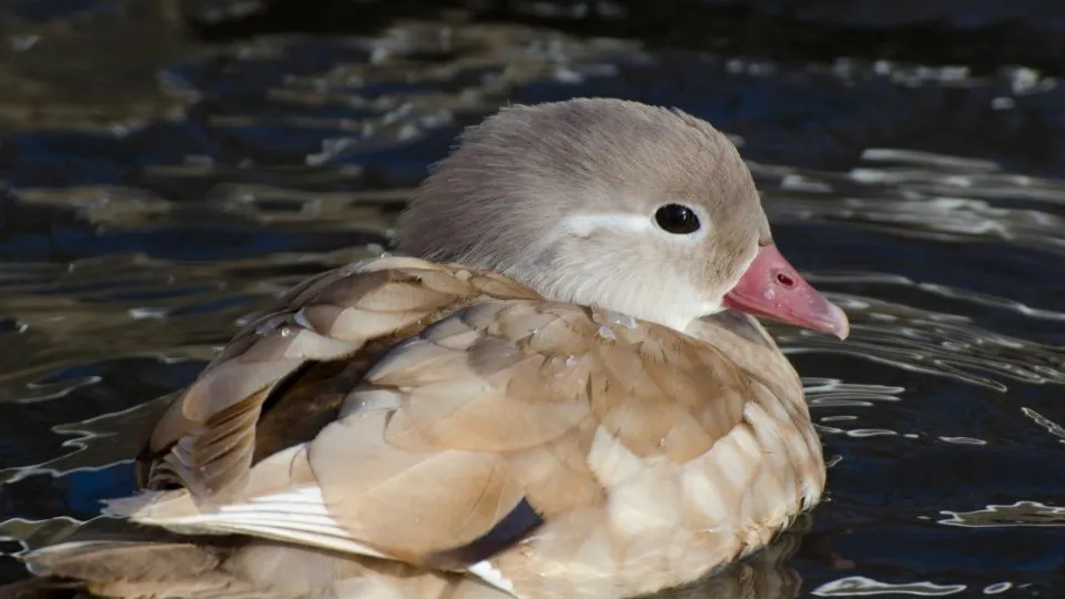 Фото: Минэкологии МО