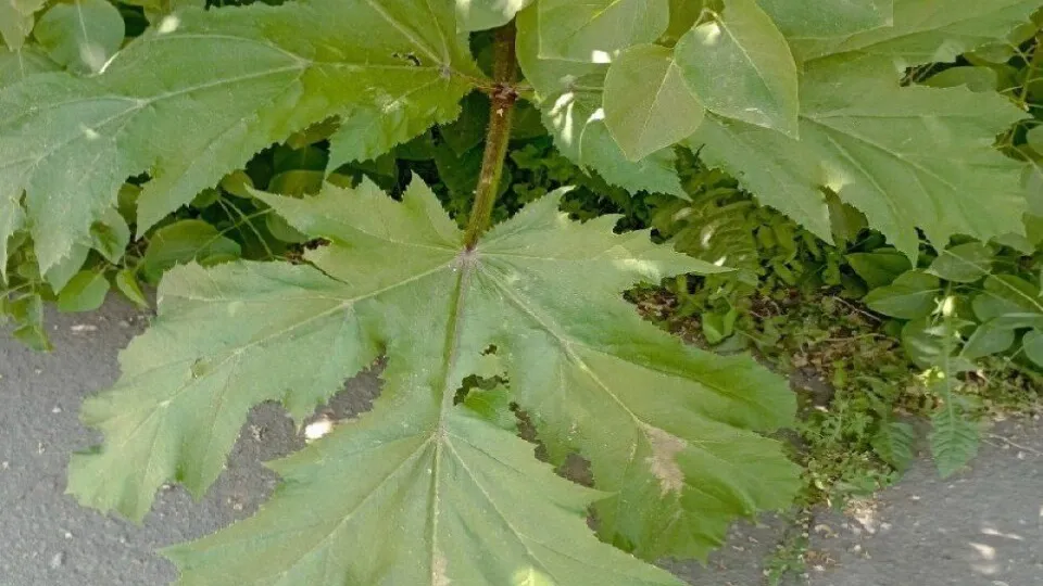 Фото: vk.com/Подслушано в Пущино