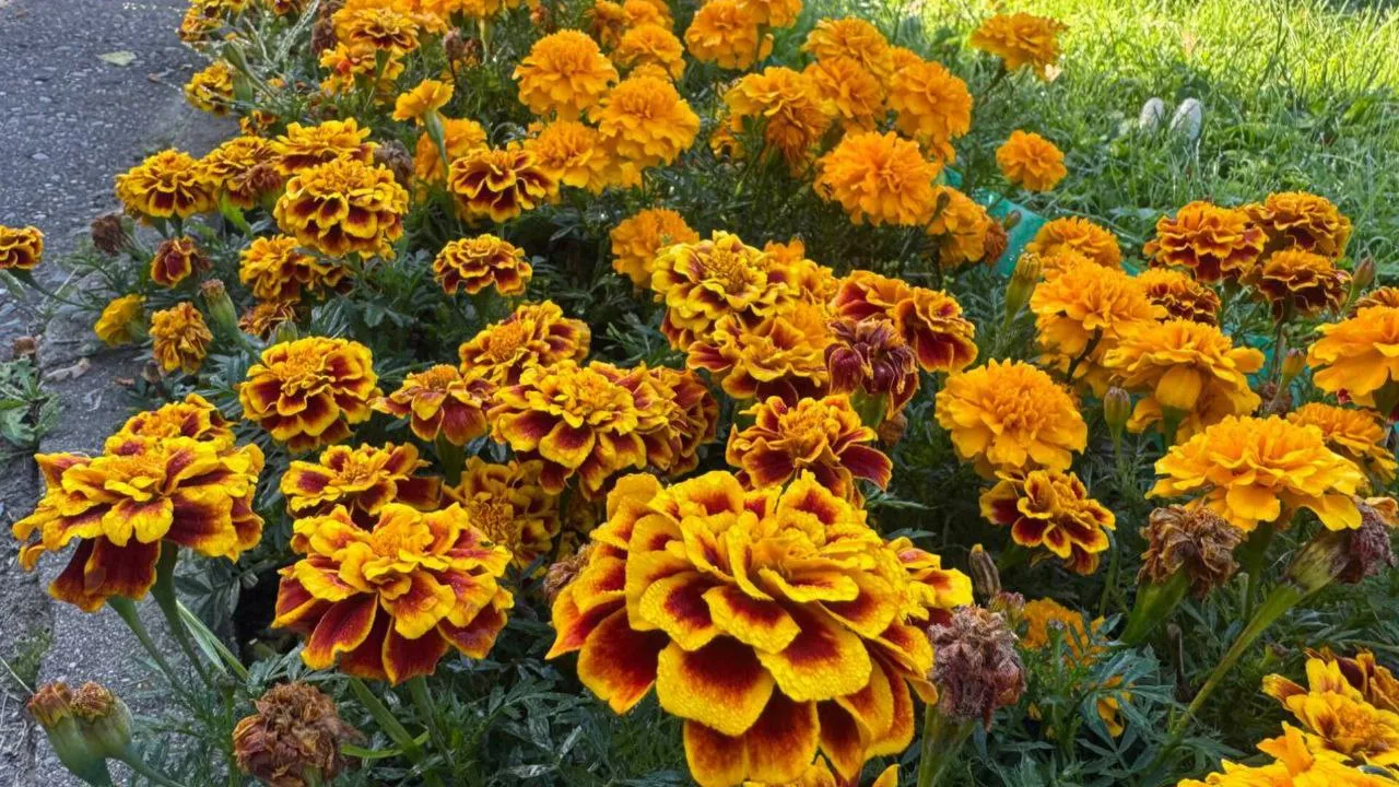 Фото: t.me/ParkVerbilki