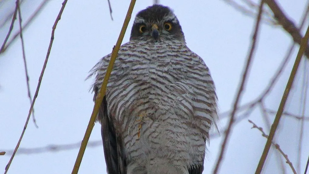 Фото: Антон Младенчиков