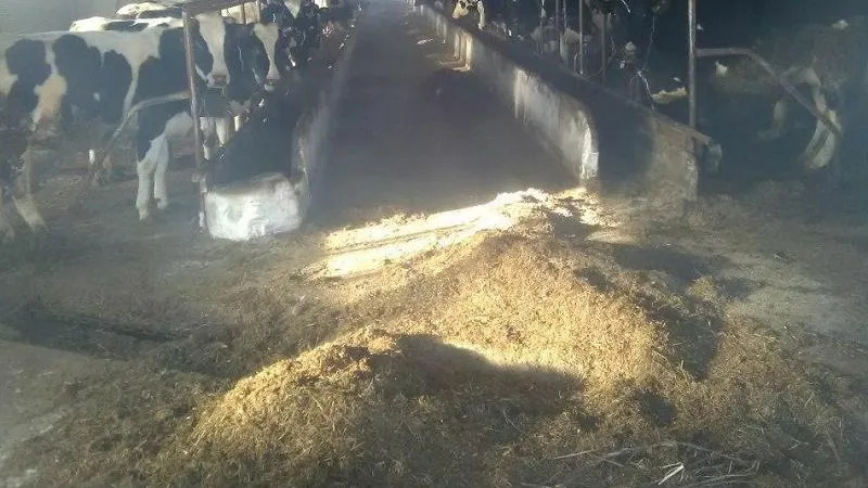 Аграрная компания в Лотошино вывозила в водоохранную зону навоз