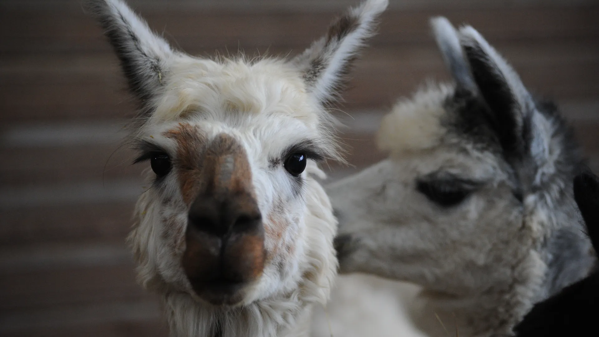 Альпаки на ферме «Капри» в Одинцовском районе