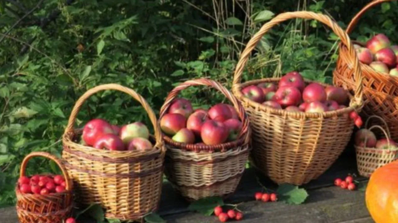 Фото: медиасток.рф