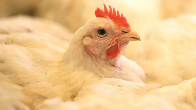 Россия запретила поставки живой птицы из Финляндии