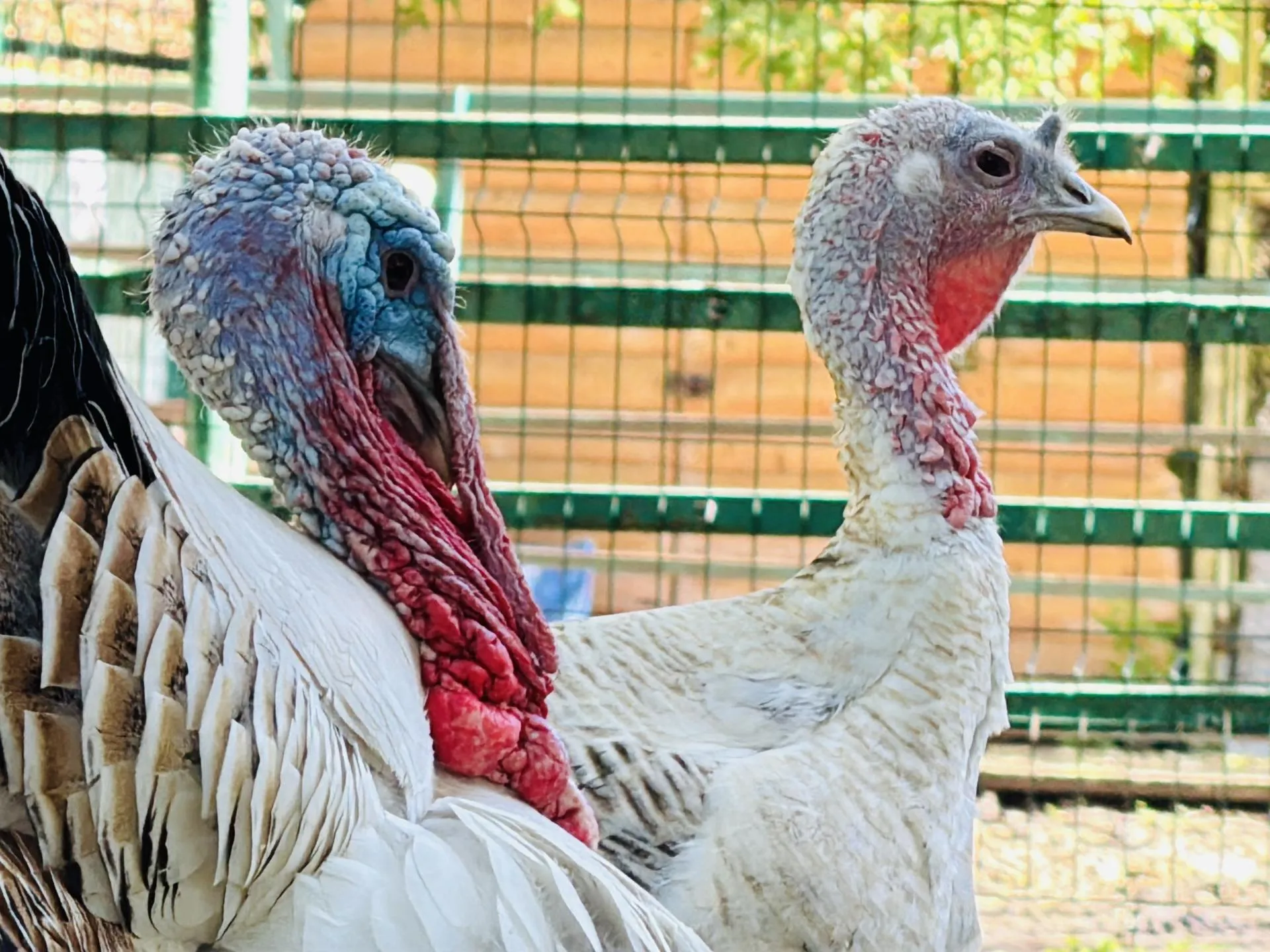 Фото: Ольга Стаферова