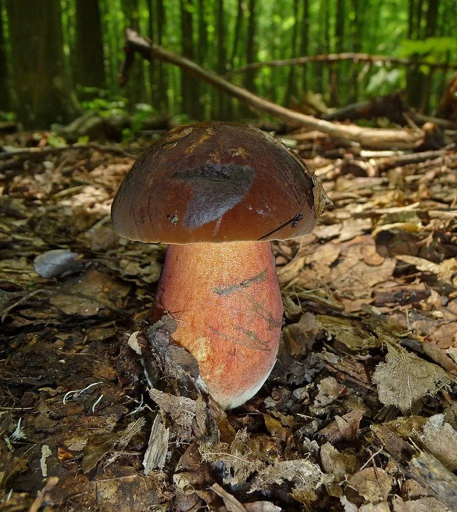 Дубовик крапчатый (Neoboletus erythropus)