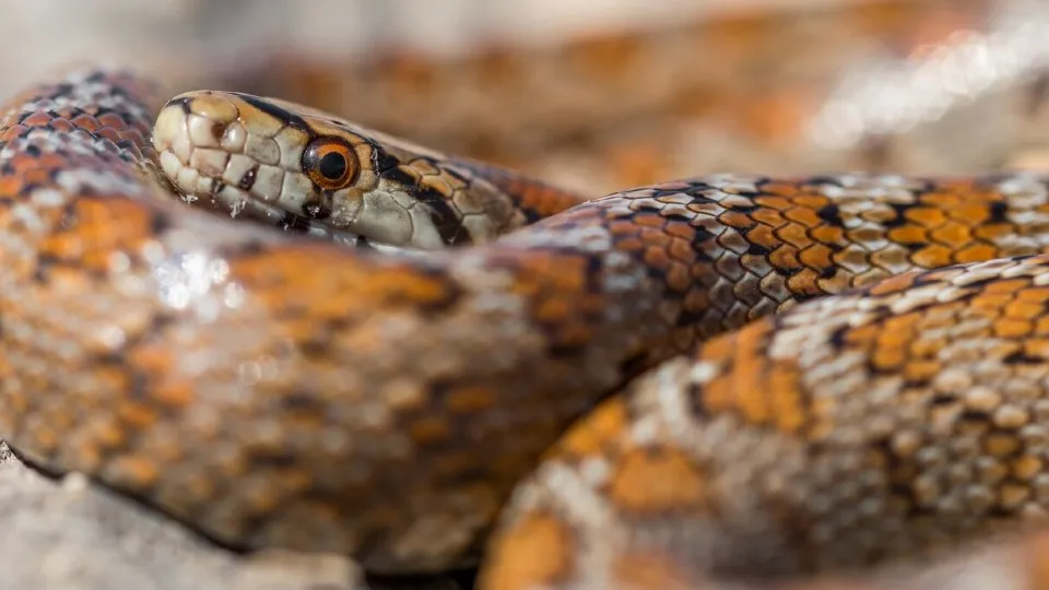 Фото: freepik.com