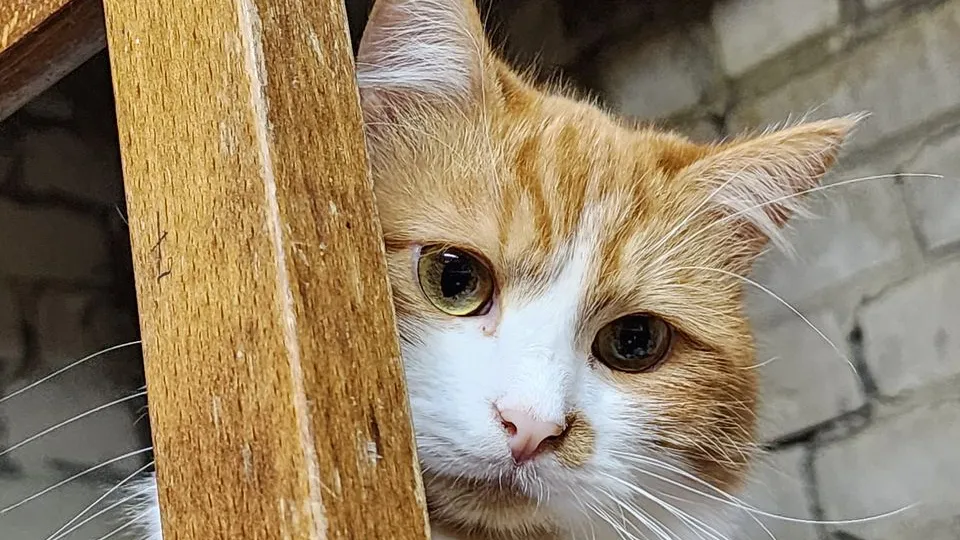 Фото: МедиаБанк Подмосковья/Арина Кузнецова