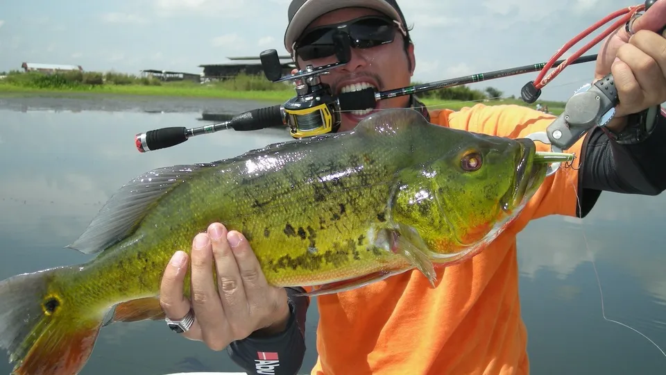 Фото: phxere.com