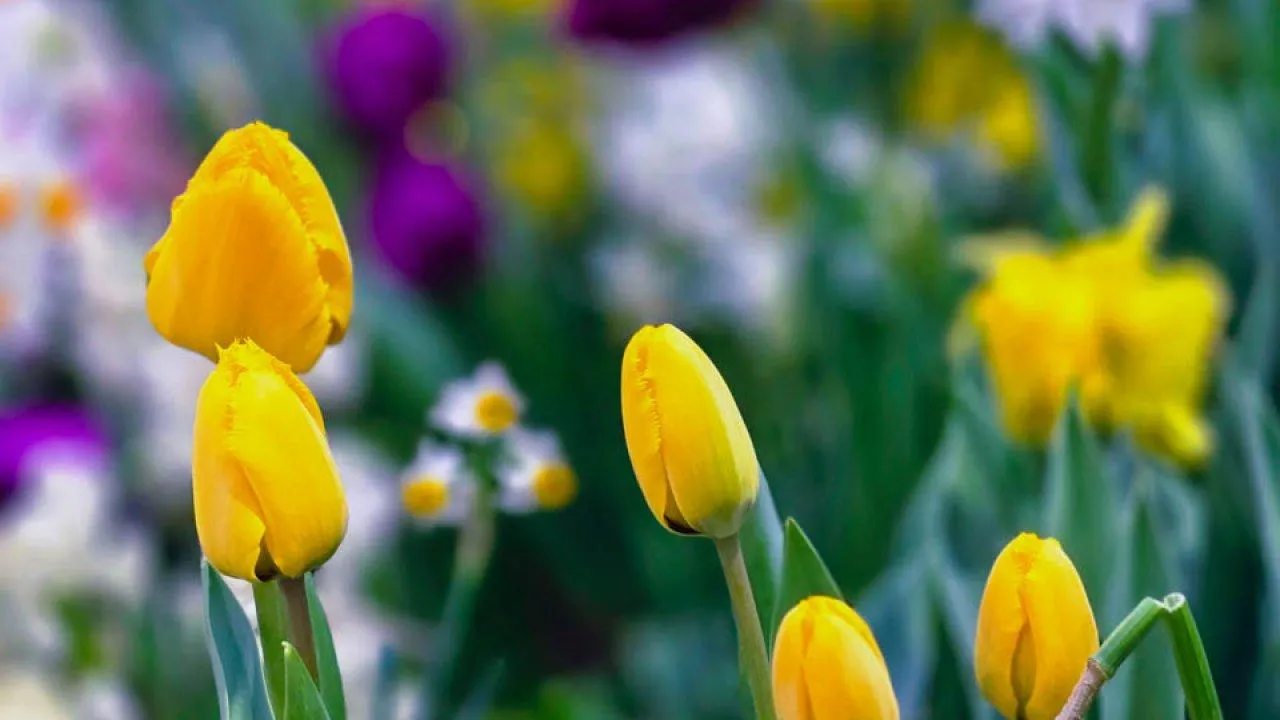 REGIONS/Елена Никольская