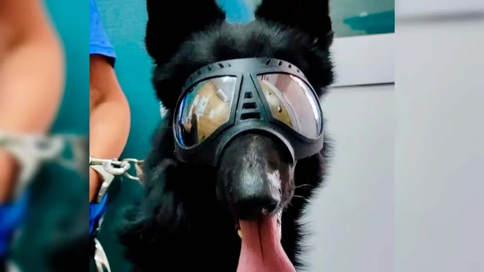 Фото: Ветеринарная клиника Раденис