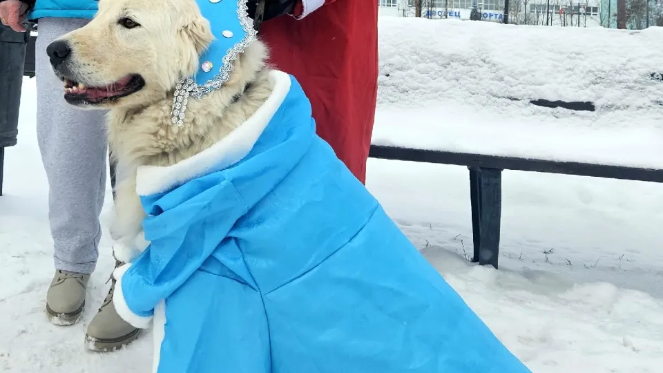 Фото: Мария Базанова, учебно-дрессировочный центр «Лилу»