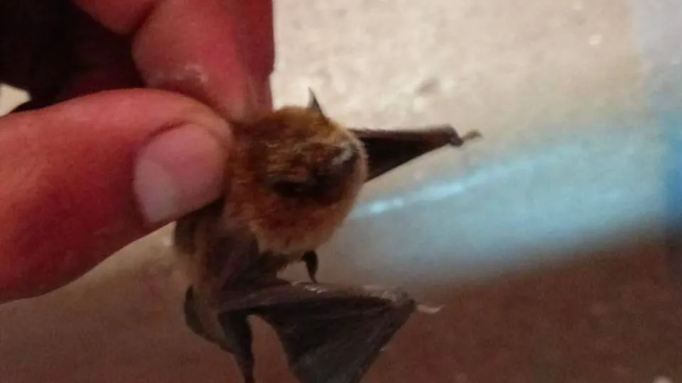 Фото: администрация г.о. Подольск