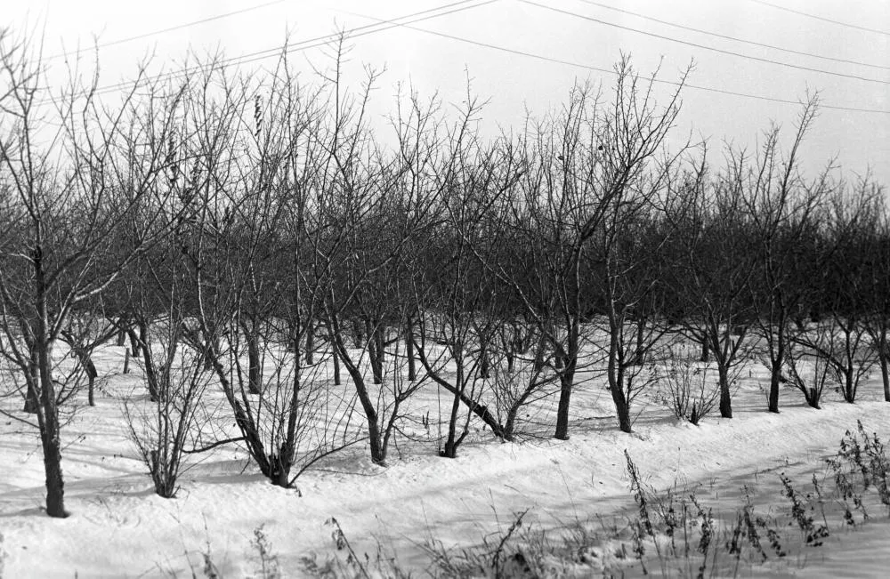 Абрикосовые деревья, растущие в открытом грунте в экспериминтальном саду Дальневосточного научно-исследовательского института сельского хозяйства