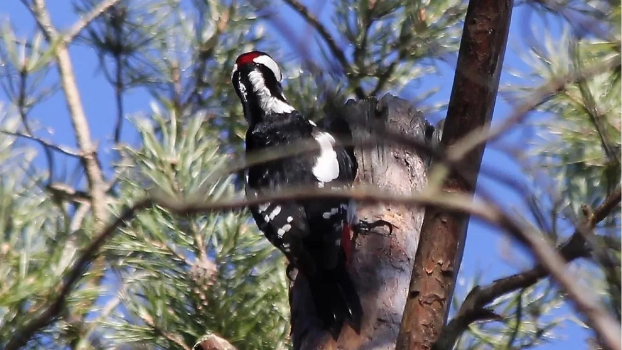 личный архив Константина Кошелева
