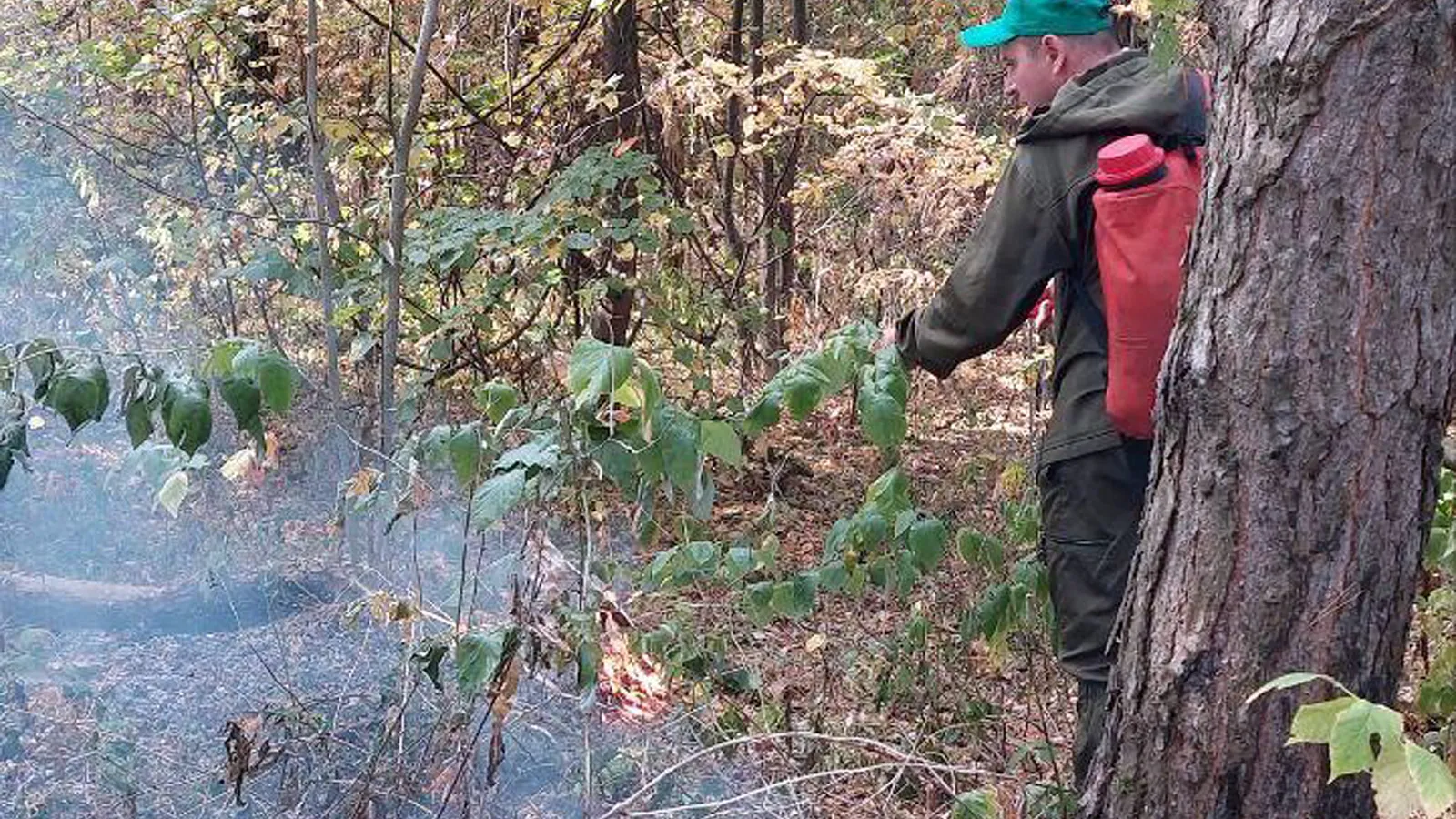 Фото: Комитет лесного хозяйства МО