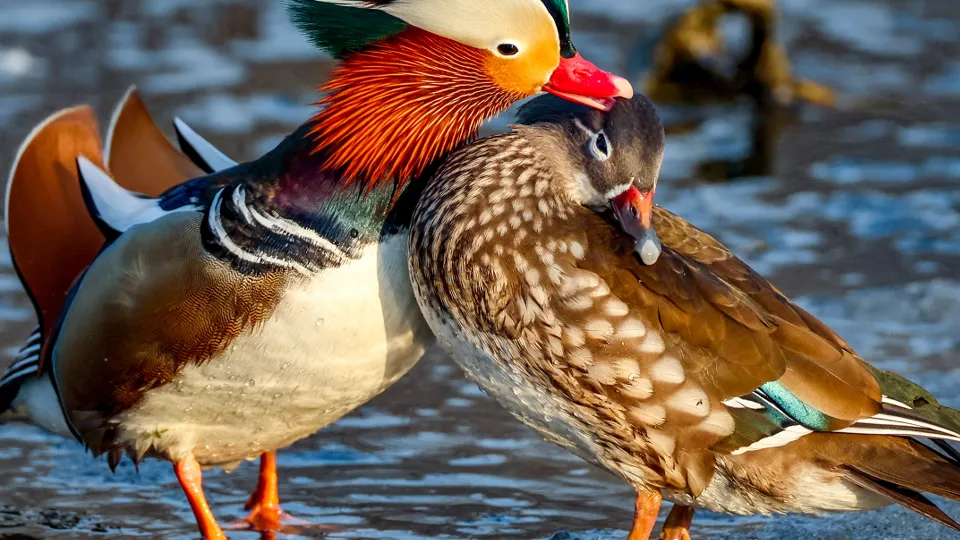 Фото: ТАСС/Юрий Смитюк