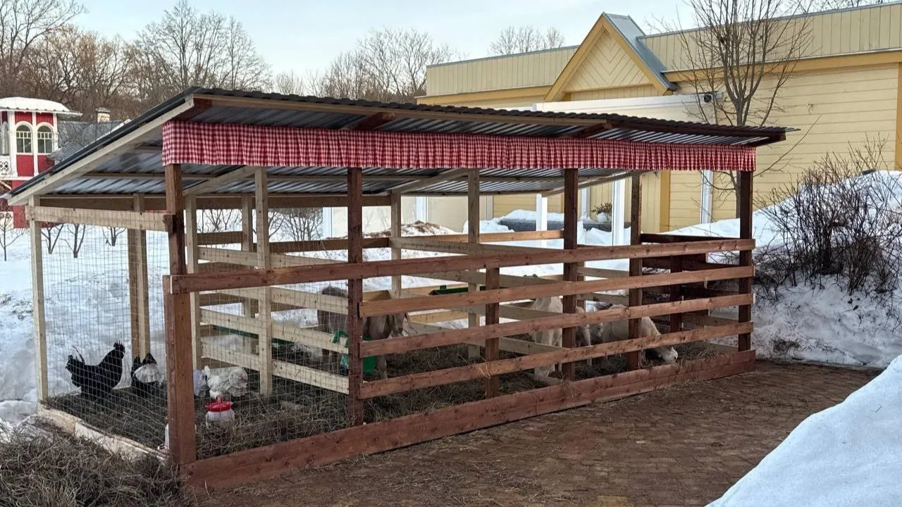 «Зеленый дятел»