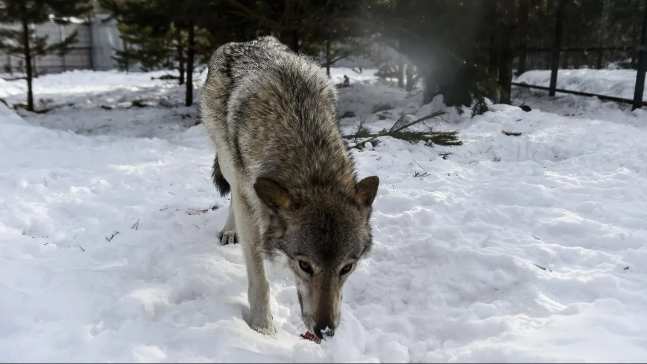 медиасток.рф