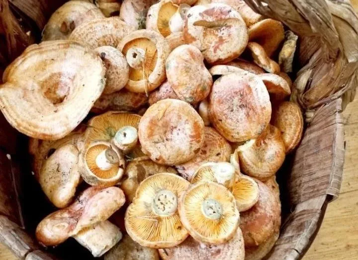 Фото: Дмитрий Мелехин