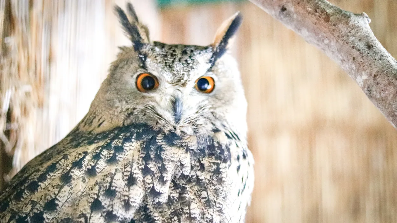 МедиаБанк Подмосковья/Данила Кирьянов