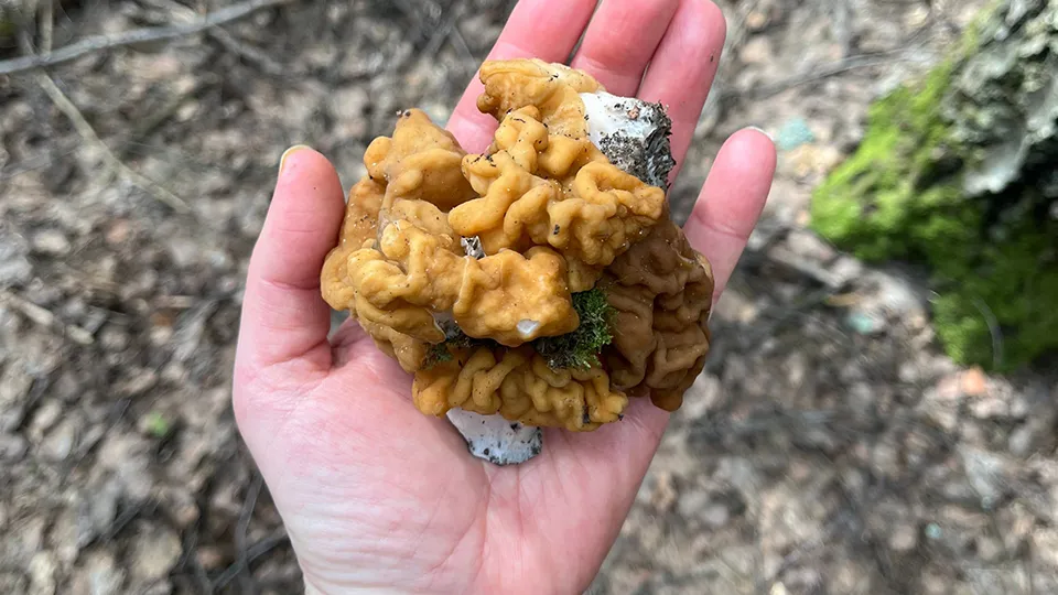 Фото: t.me/postpushkino