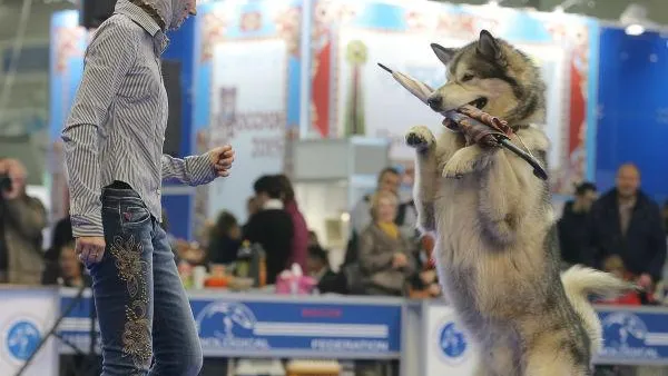 Чемпионат мира по спортивным танцам с собаками пройдет в столице