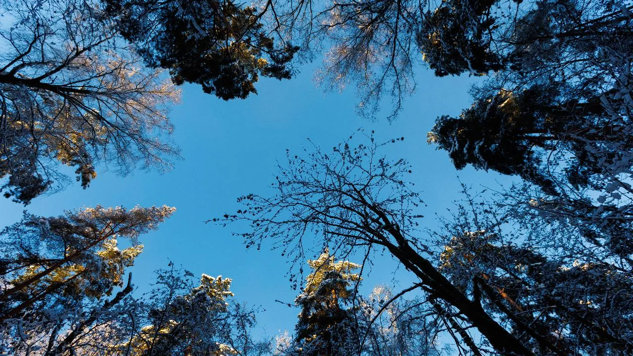 В Подмосковье на экологические проекты в 2026 году направят более 15 млрд рублей