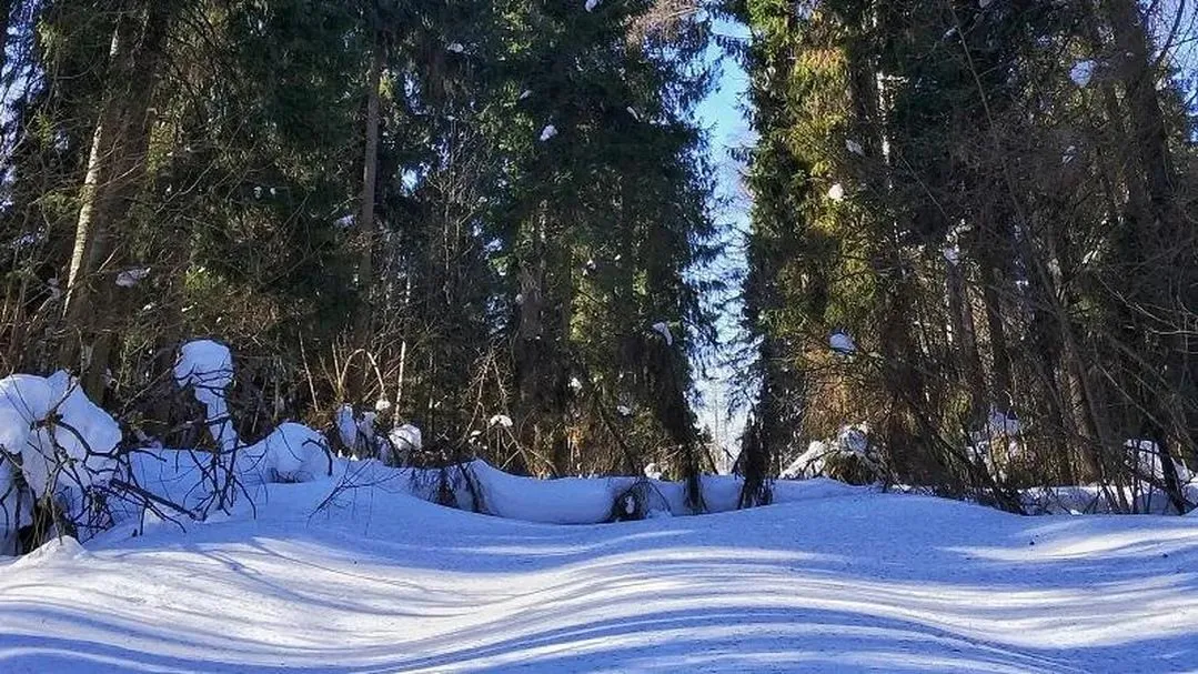 Источник: пресс-служба Министерства экологии МО