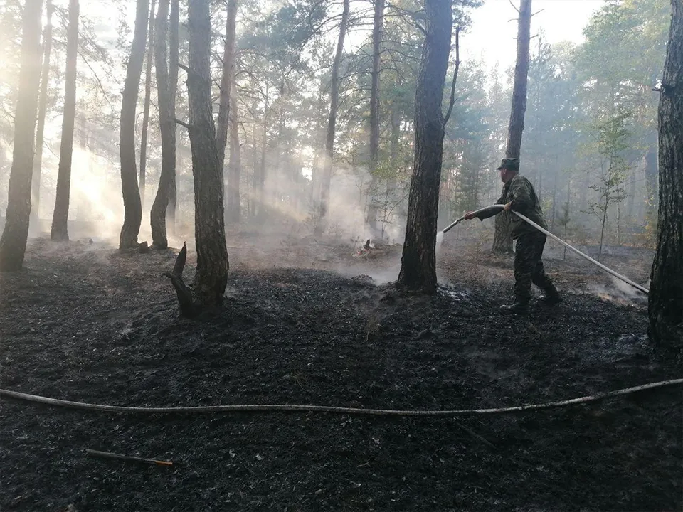 Фото: Комитет лесного хозяйства МО