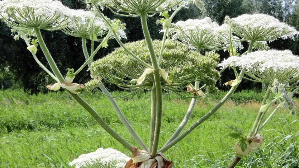 Фото: pxhere.com