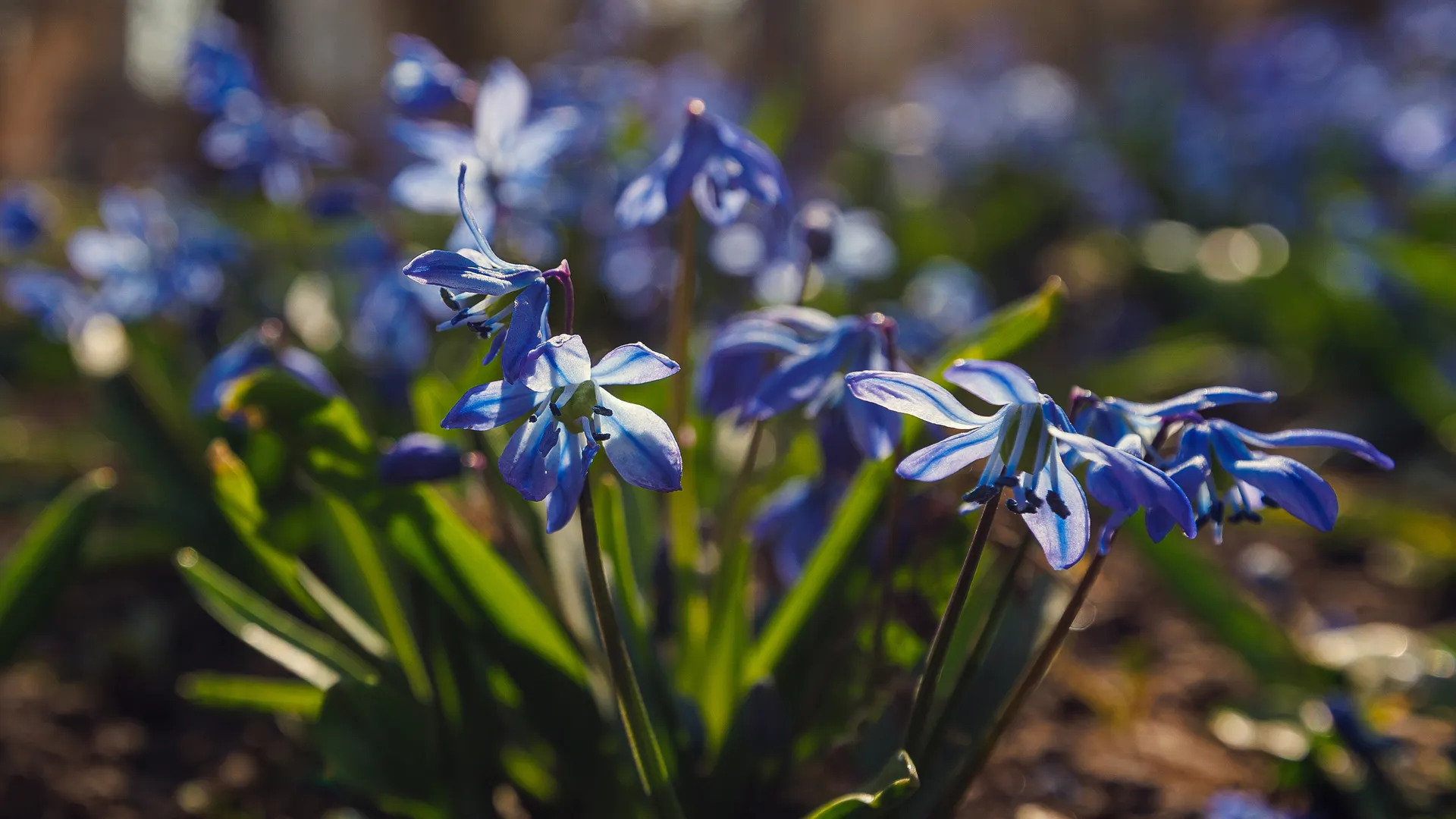 Весна пришла: синие подснежники в Подмосковье