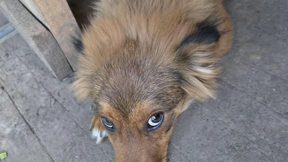 Пресс-служба администрации г. о. Долгопрудный