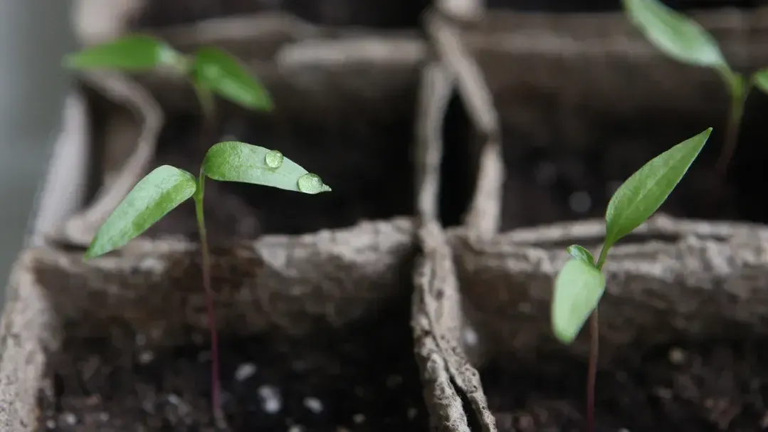 медиасток.рф