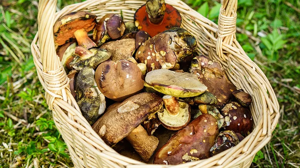 Фото: freepik.com