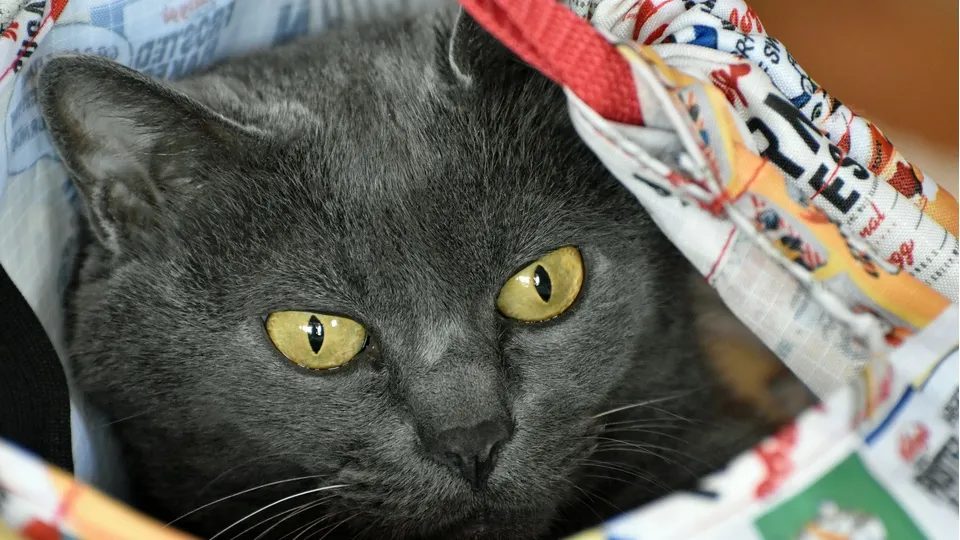 Фото: unsplash.com