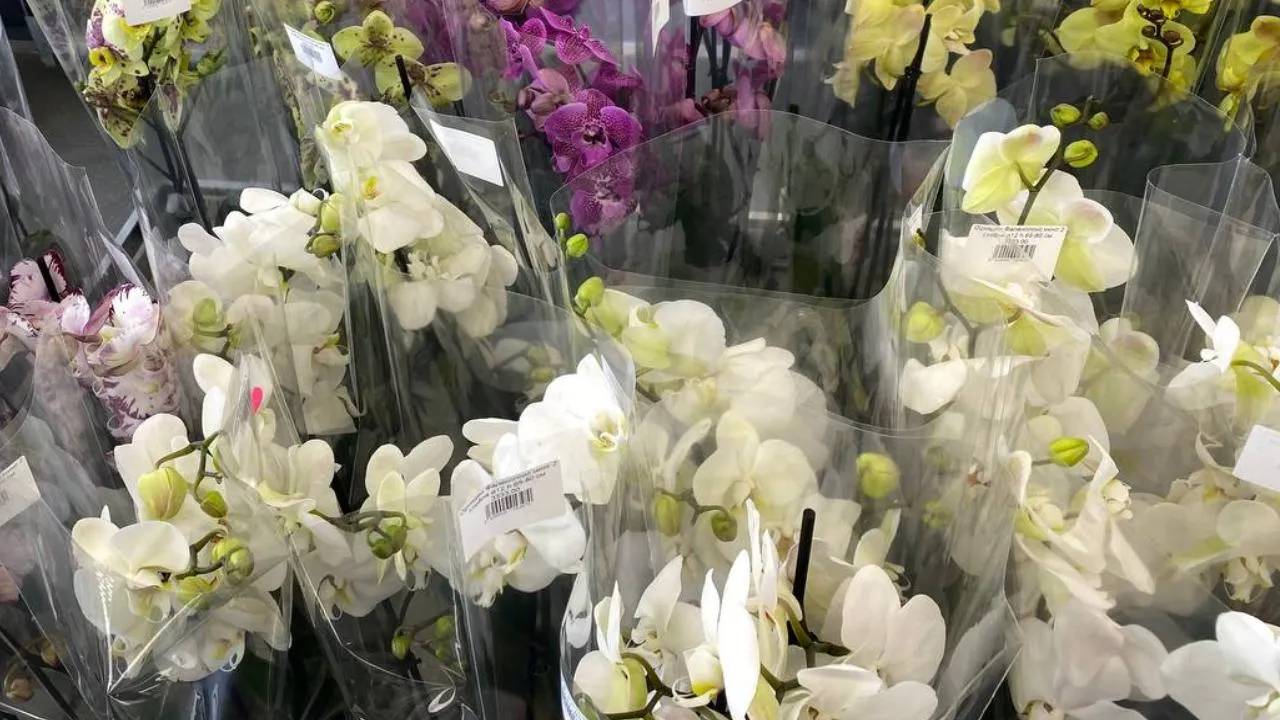 МедиаБанк Подмосковья/Юлиан Миранду