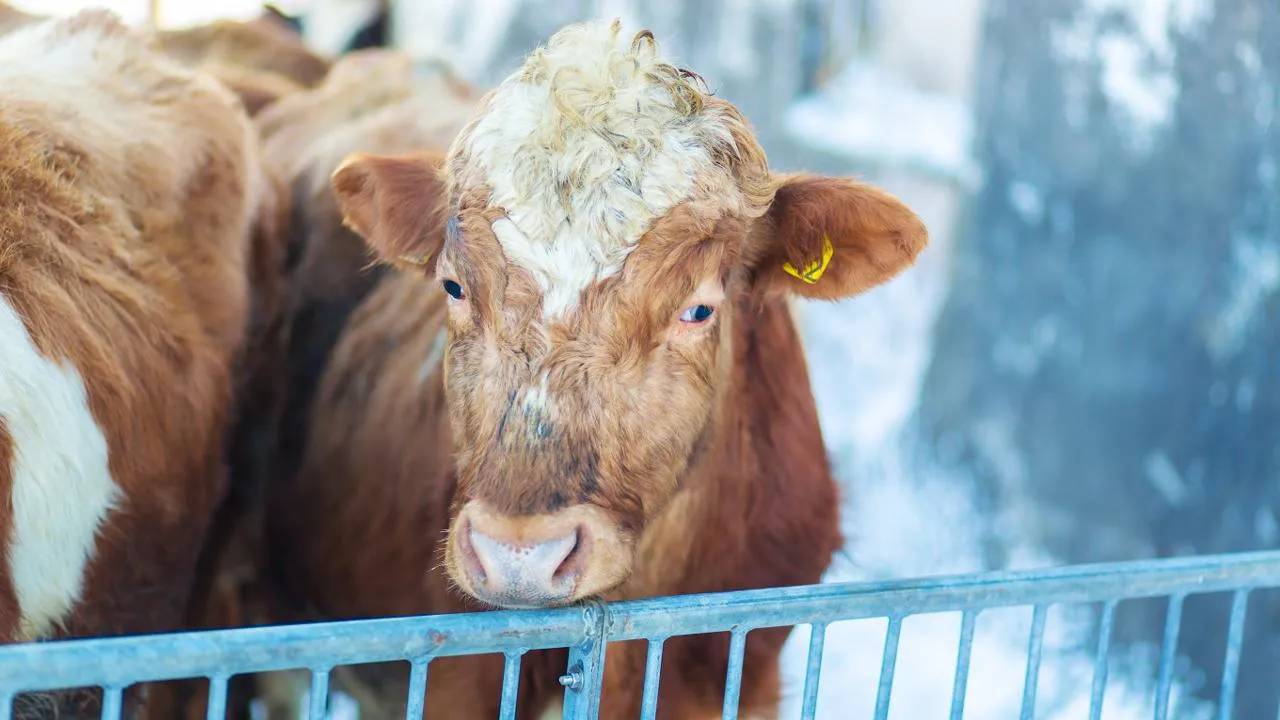 istockphoto.com/Kateryna Kukota