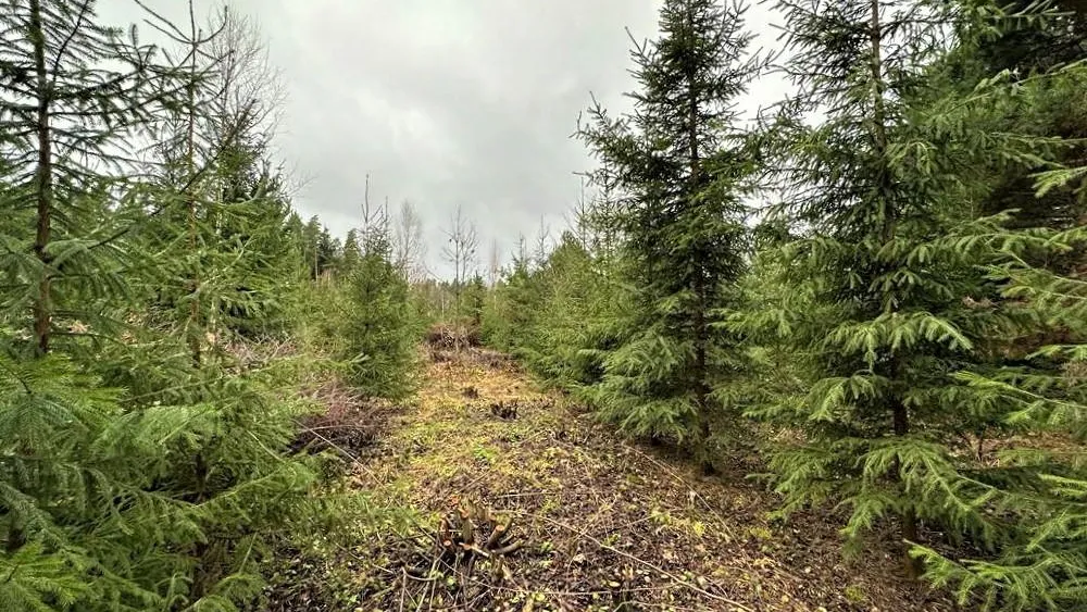 Комитет лесного хозяйства МО