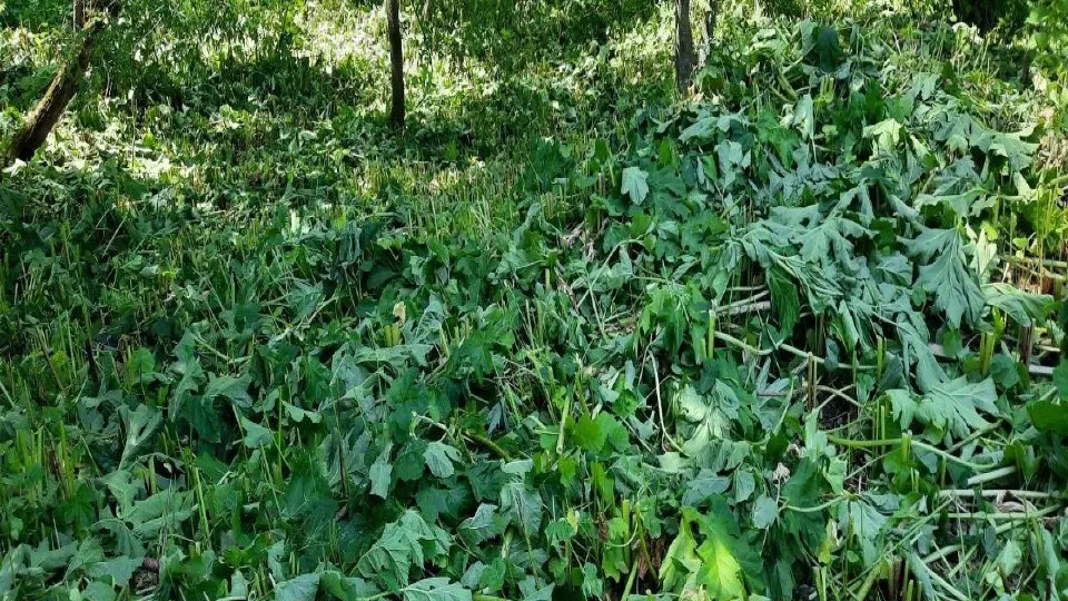 Фото: ГКУ МО «Мособллес»