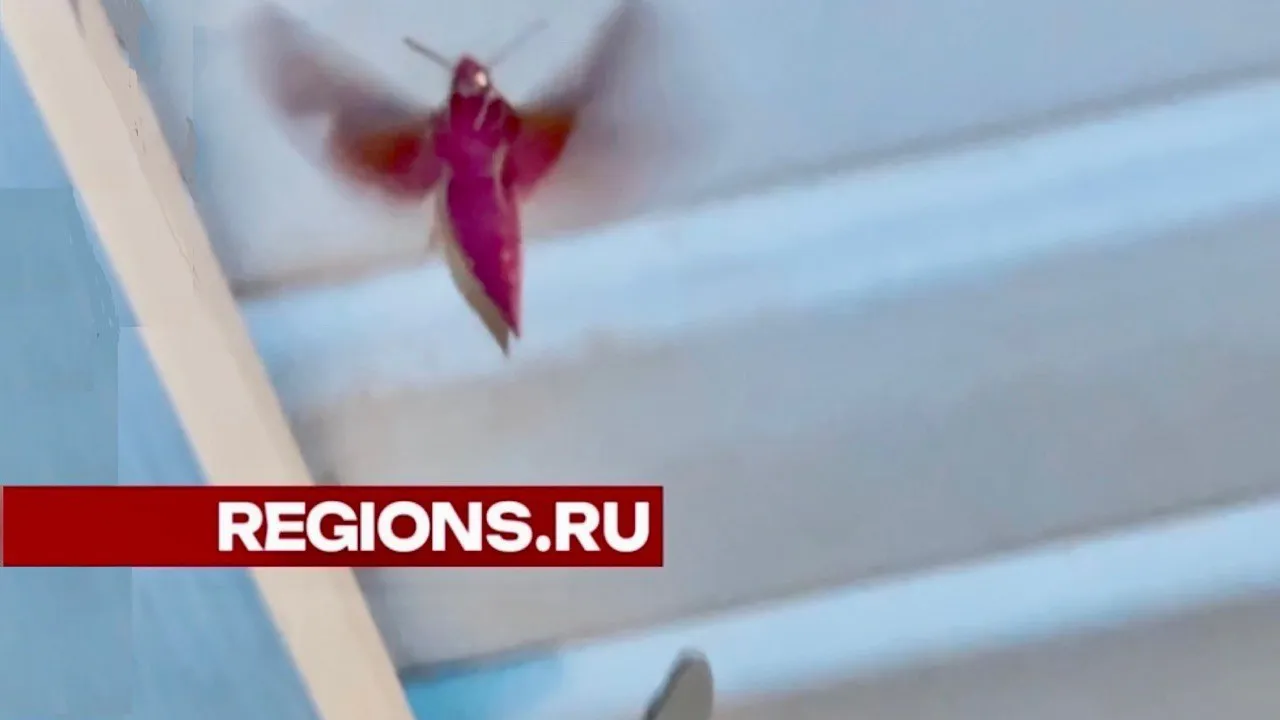 Фото: t.me/rusavkino_romanovo