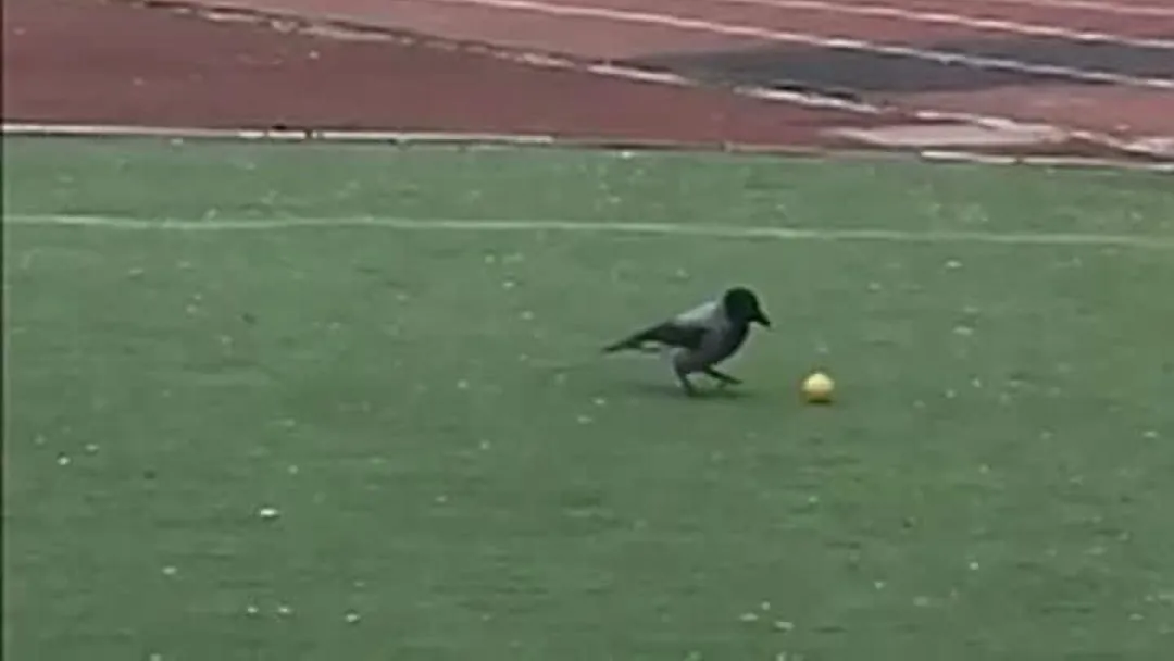 Фото скрин видео соцсети.